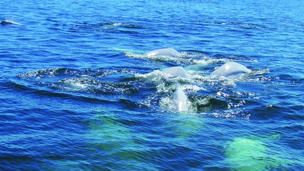 Einzigartiges Naturschauspiel: Beluga-Wale in der Hudson Bay