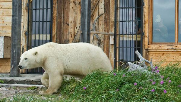 Neugieriger Besucher vor der Seal River Heritage Lodge
